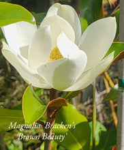 Magnolia 'Bracken's Brown Beauty'
