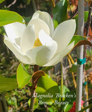 Magnolia 'Bracken's Brown Beauty'