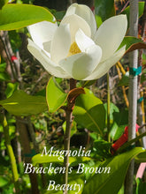 Magnolia 'Bracken's Brown Beauty'