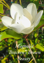 Magnolia 'Bracken's Brown Beauty'