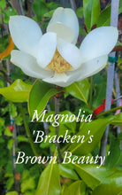 Magnolia 'Bracken's Brown Beauty'
