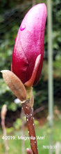Magnolia 'Ann'