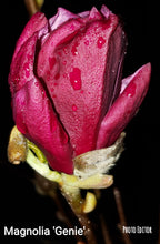 Magnolia 'Genie' print