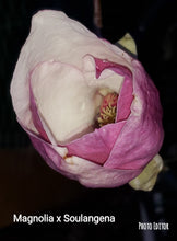 Magnolia x soulangiana