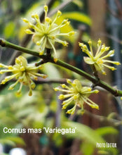 Cornus mass 'variegata' Dogwood