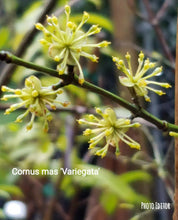 Cornus mass 'variegata' Dogwood