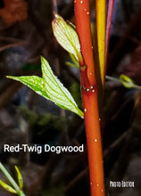 Red-osier (Cornus sericea)-Red twig Dogwood