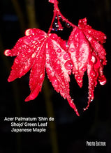 Acer Palmatum 'Shin de Shojo' Japanese Maples
