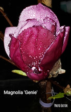 Magnolia 'Genie' print