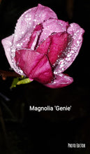 Magnolia 'Genie'