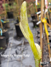 Magnolia 'Honey Tulip'