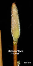 Magnolia 'Kew's Surprise'