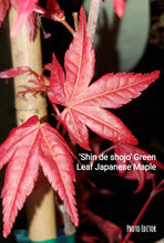 Acer Palmatum 'Shin de Shojo' Japanese Maples