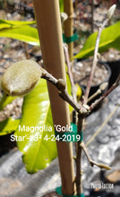 Magnolia 'Gold Star'