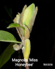 Magnolia 'Miss HoneyBee'