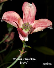 Cornus Florida 'Cherokee Brave' Dogwood