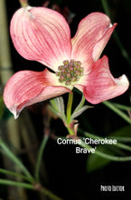 Cornus Florida 'Cherokee Brave' Dogwood