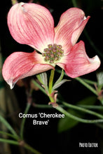 Cornus Florida 'Cherokee Brave' Dogwood