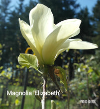 Magnolia 'Elizabeth'