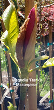 Magnolia 'Frank's Masterpiece'