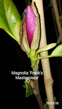 Magnolia 'Frank's Masterpiece'