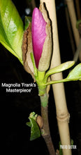 Magnolia 'Frank's Masterpiece'