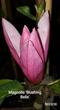 Magnolia 'Blushing Belle'