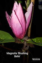 Magnolia 'Blushing Belle'