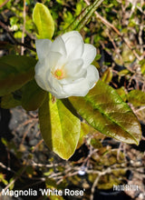 Magnolia 'White Rose'