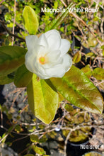 Magnolia 'White Rose'