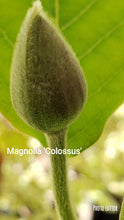 Magnolia Sieboldii 'Colossus'
