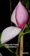 Magnolia 'Frank's Masterpiece'