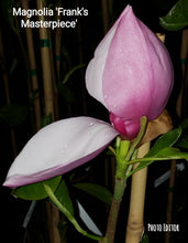 Magnolia 'Frank's Masterpiece'