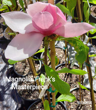 Magnolia 'Frank's Masterpiece'
