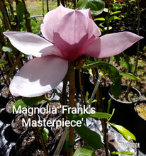 Magnolia 'Frank's Masterpiece'