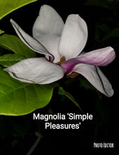 Magnolia 'Simple Pleasures'