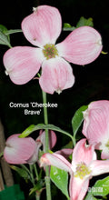 Cornus Florida 'Cherokee Brave' Dogwood