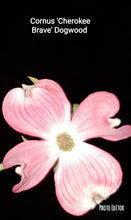 Cornus Florida 'Cherokee Brave' Dogwood