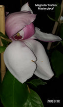 Magnolia 'Frank's Masterpiece'