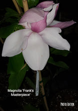 Magnolia 'Frank's Masterpiece'