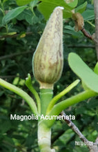 Magnolia  Acuminata