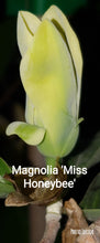 Magnolia 'Miss HoneyBee'