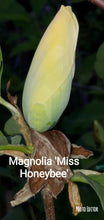 Magnolia 'Miss HoneyBee'