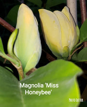 Magnolia 'Miss HoneyBee'