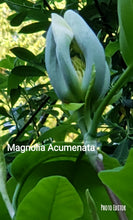 Magnolia  Acuminata