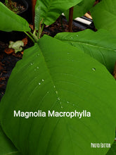 Magnolia Macrophylla