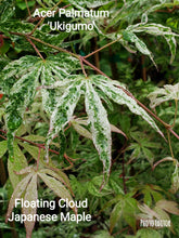 Acer Palmatum 'Uki Gumo' Floating Cloud Japanese Maples
