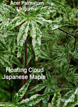 Acer Palmatum 'Uki Gumo' Floating Cloud Japanese Maples
