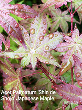 Acer Palmatum 'Shin de Shojo' Japanese Maples