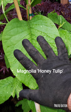 Magnolia 'Honey Tulip'